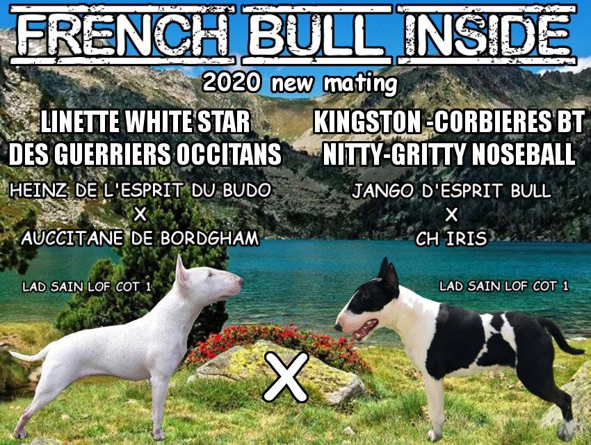chiot Bull Terrier French Bull Inside